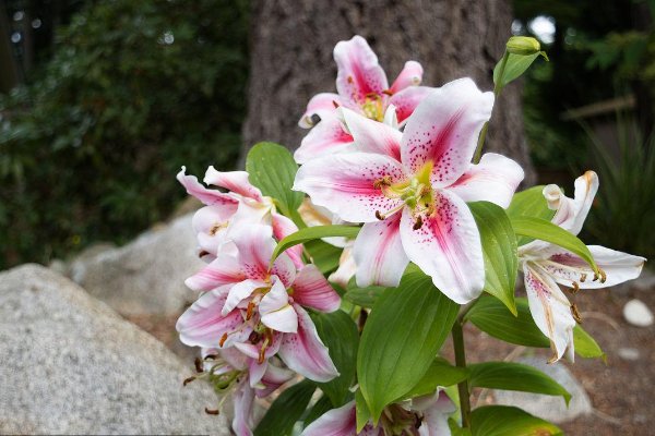 送老师什么花最好