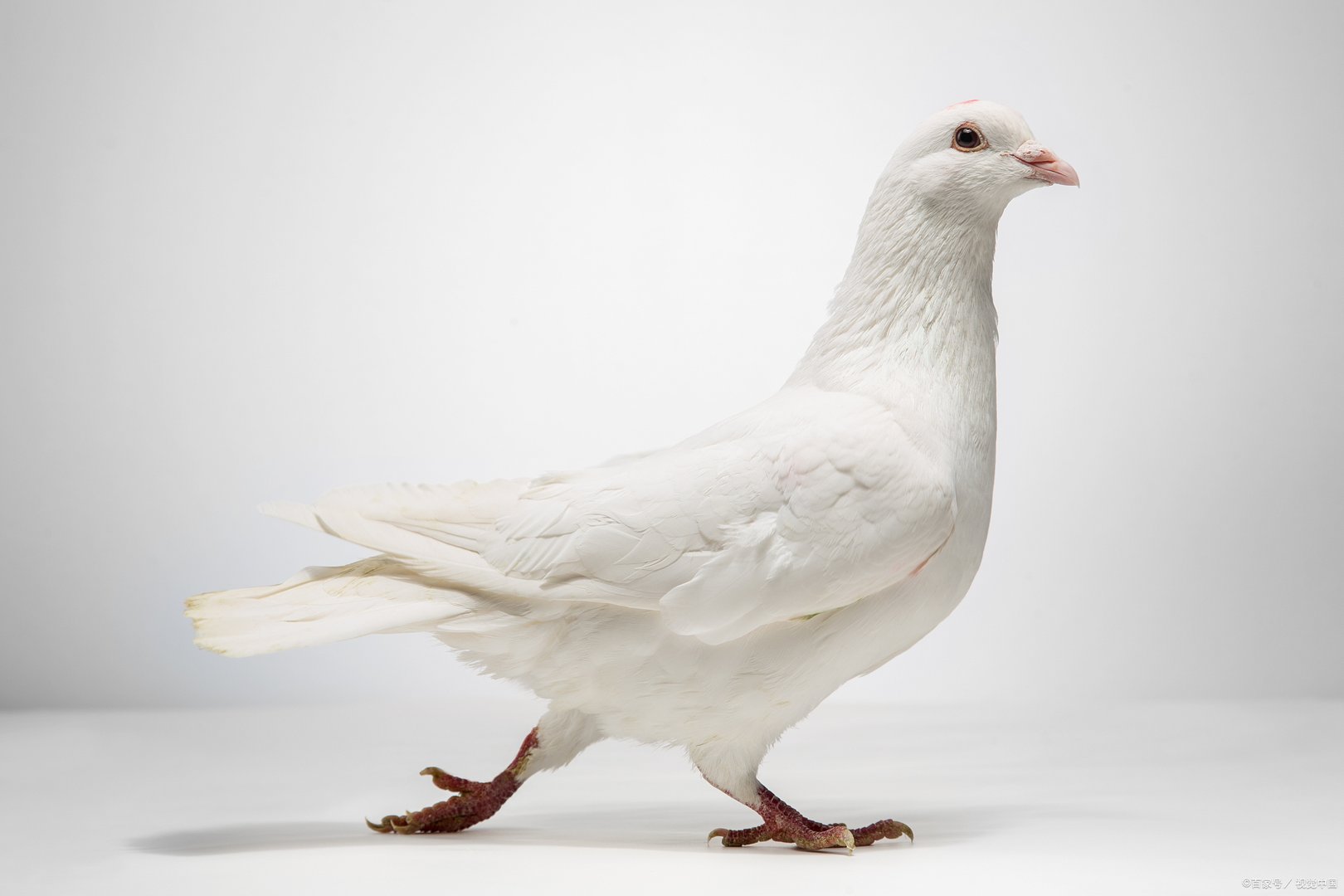 放鸽子是什么意思