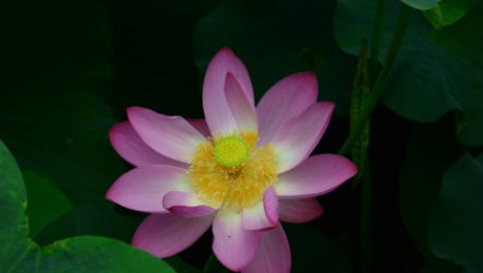 为什么要说是雪莲花不是别的花？