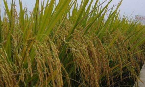 情侣的一百种插秧法