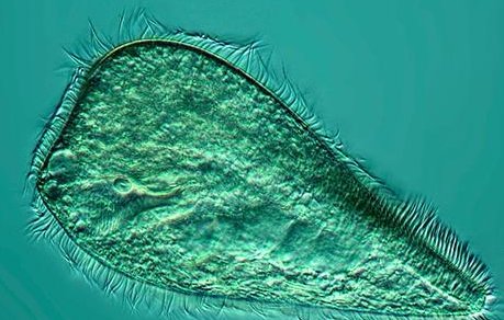 人体内最大的细胞是什么？