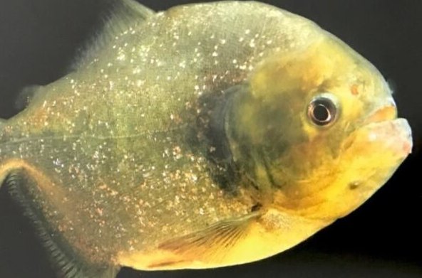 世界十大常见食人鱼