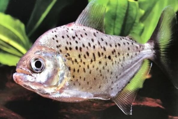 世界十大常见食人鱼