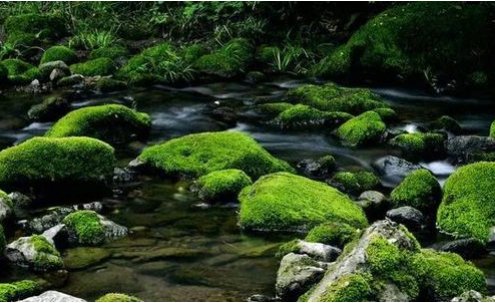 《鹿柴》古诗全诗的意思是什么？