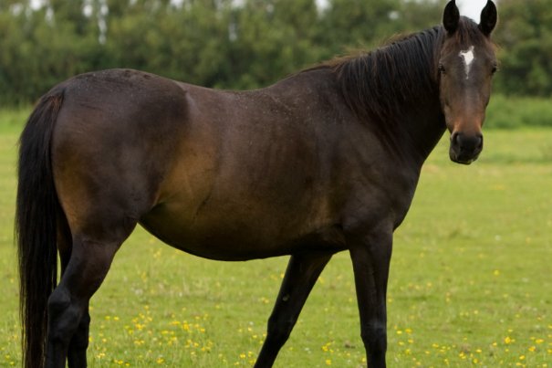 一三四七志气高打一只生肖是