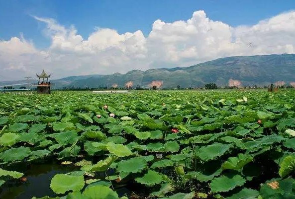 曹县是什么梗？为啥大家都在说曹县？