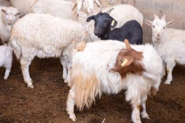 山羊脚印像什么？