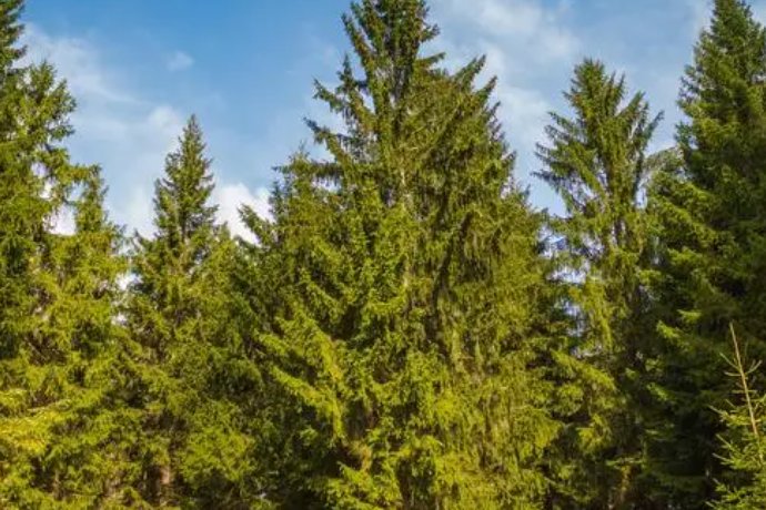 evergreen是什么意思