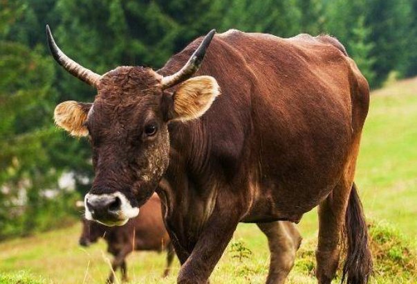 丢眉丢眼是指什么动物