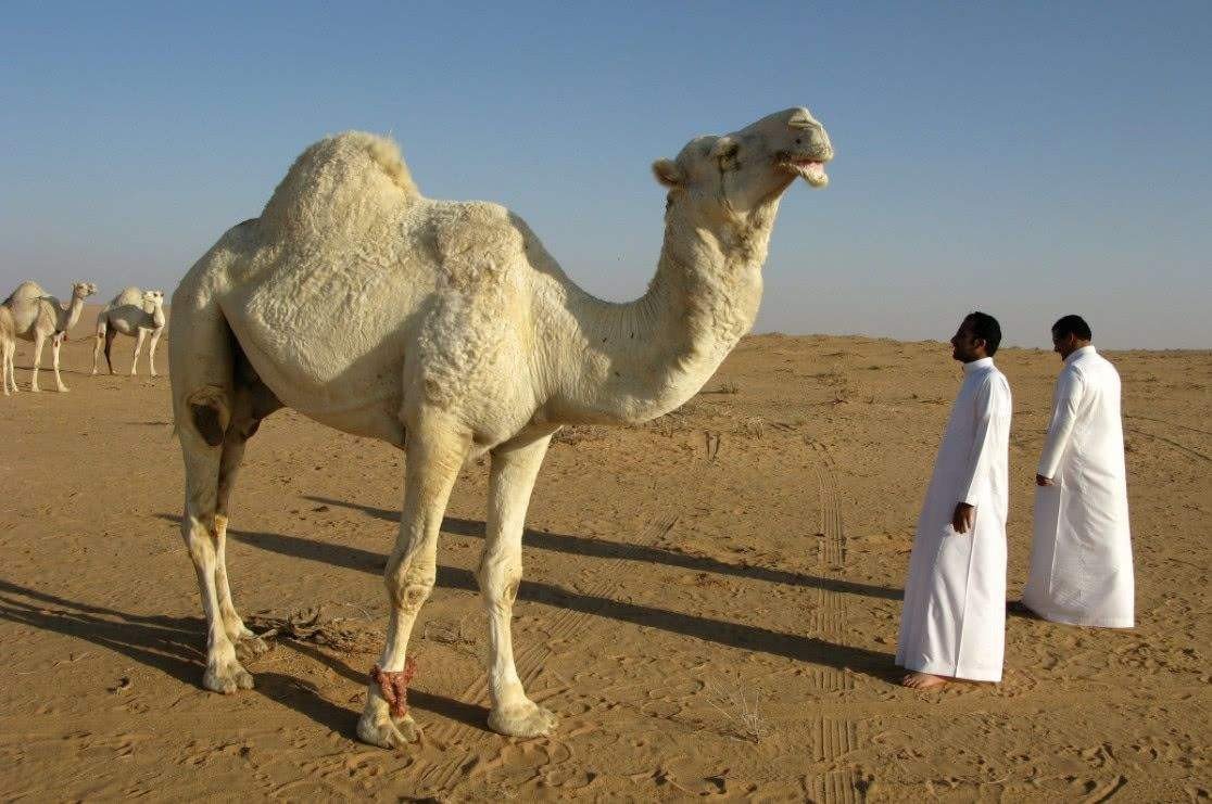 沙特阿拉伯属于发达国家吗？