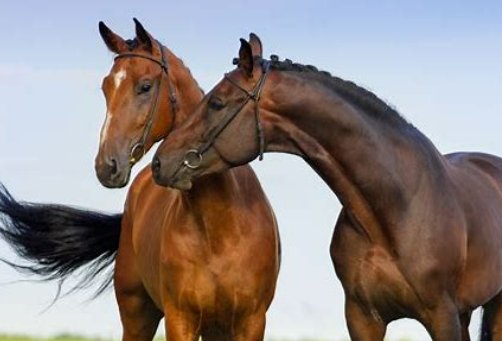 龙血玄黄猜什么生肖