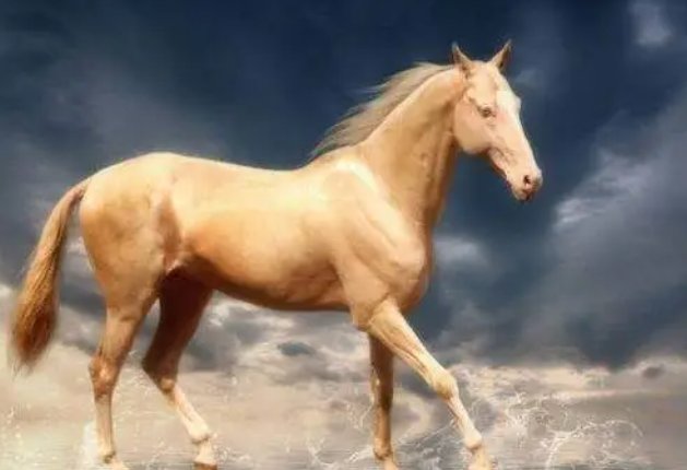 短小精悍代表什么生肖