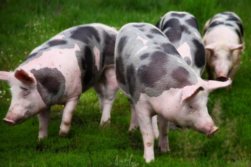 人与畜禽共性关系的重要性和意义