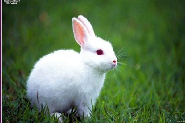小兔子长什么样？