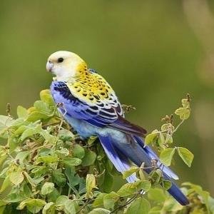 白玫瑰鹦鹉的栖息环境