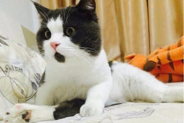 大惊小怪的意思解释