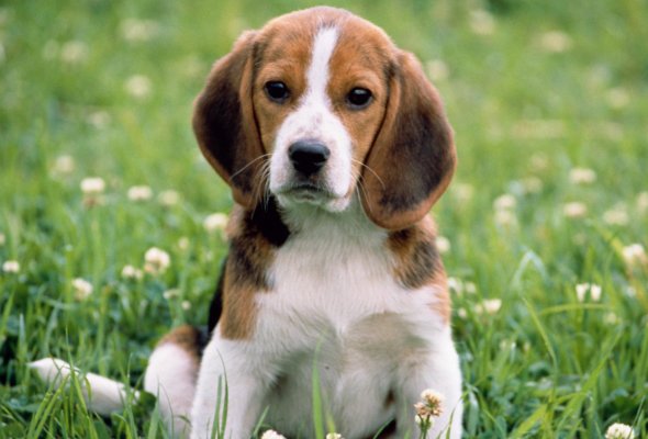 祖宗家法打一生肖动物最佳答案