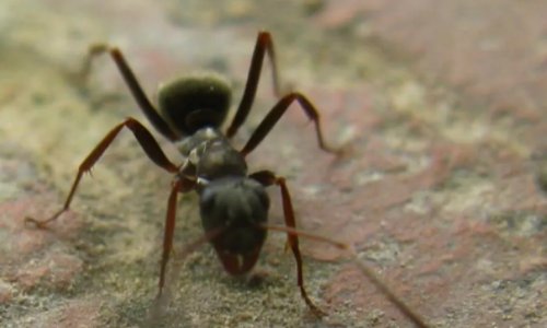 橙色弓背蚁有破坏力吗？？