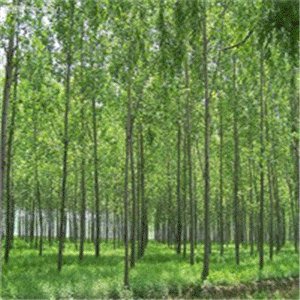 今天晚上6合采有没有人看到是什么生肖.!?有人可以告诉我吗!?