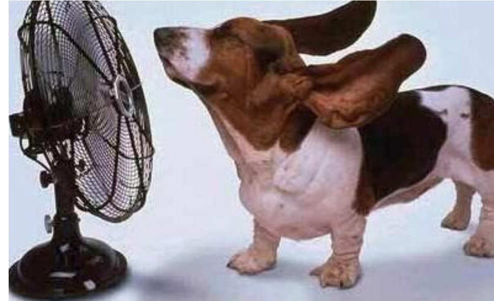 狗狗太热了，怎么能让他凉快一些？