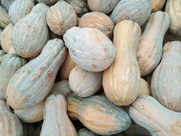 南瓜种子什么品种好