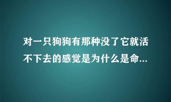 对一只狗狗有那种没了它就活不下去的感觉是为什么是命中注定吗？