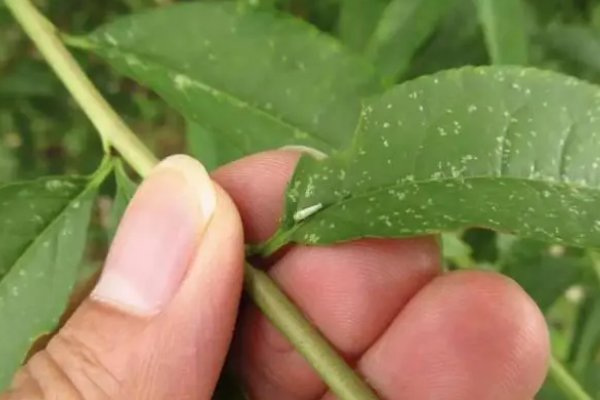 桃树病虫害的图片及防治方法