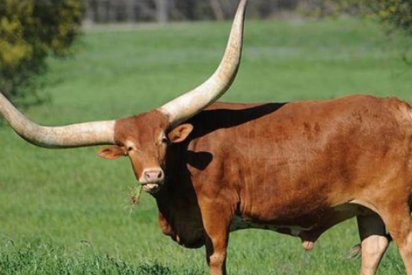 锦衣玉食的动物是什么生肖