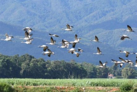 我省多处湿地发现多种候鸟身影，有哪些候鸟迁徙不经过中国？