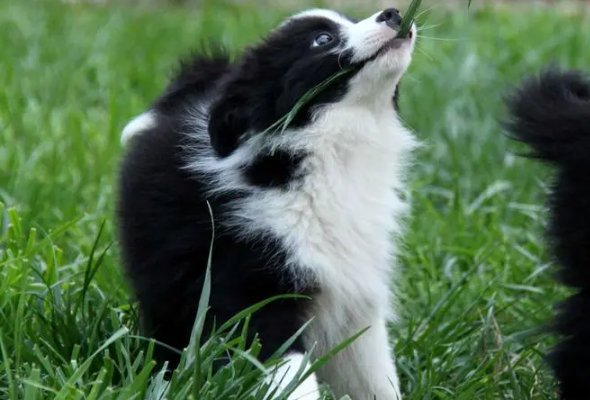 祖宗家法打一生肖动物最佳答案