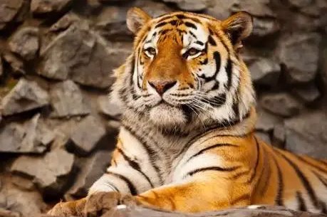 万兽大王到底是谁?