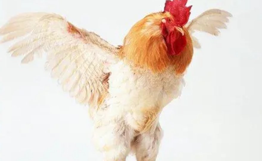 带鸡的成语50个