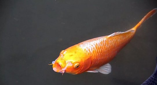 三大流氓鱼观赏鱼