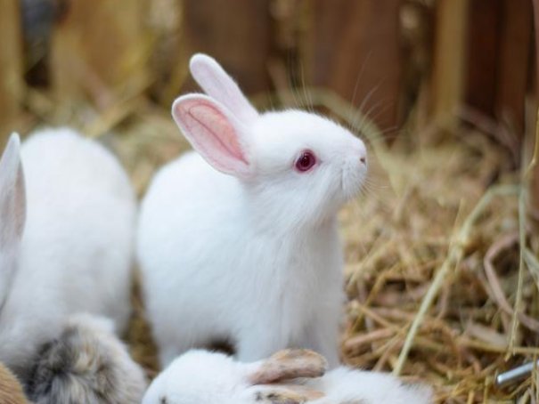 点滴归公是哪种动物