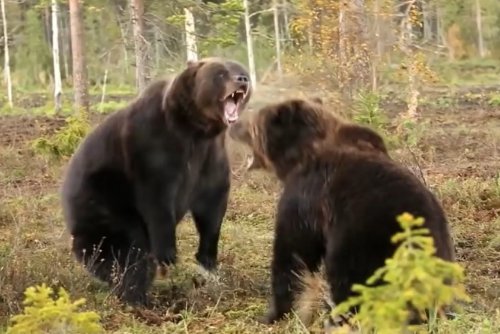 在普洱红外相机拍到两头熊打闹嬉戏的视频，熊的生活习性是怎样的？