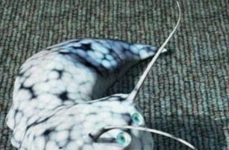 云南十大最毒虫子