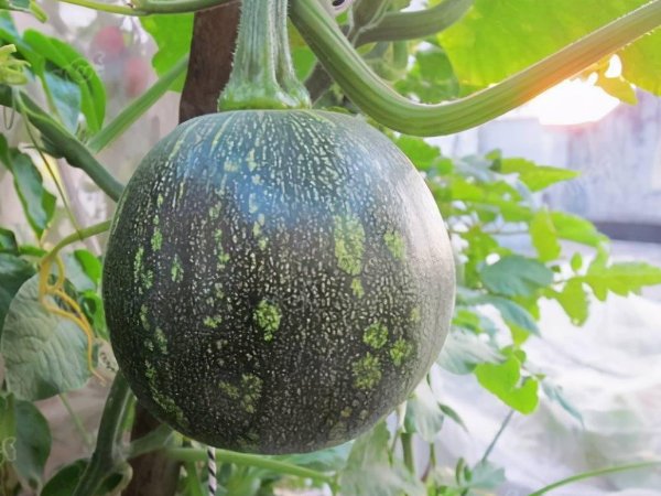 南瓜种子什么品种好