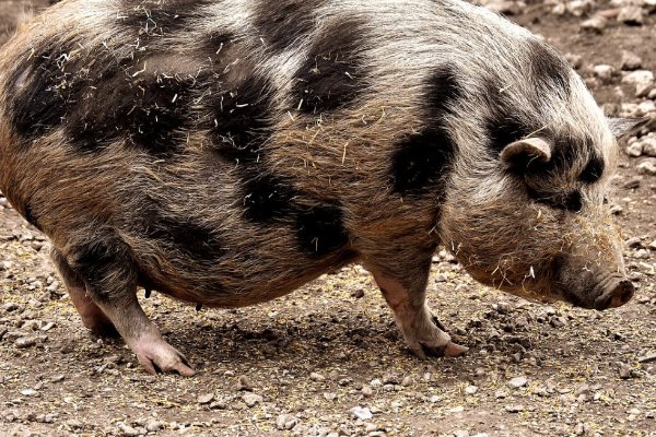 贪的无厌打一生肖