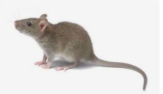 鼠头鼠尾是贼人是什么生肖？