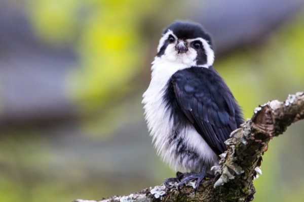 1980美式保罗与雪莉区别