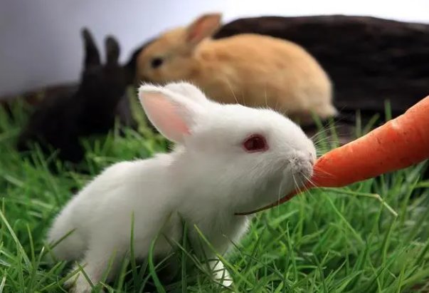 独木成林打一动物生肖