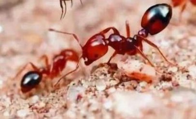 云南十大最毒虫子