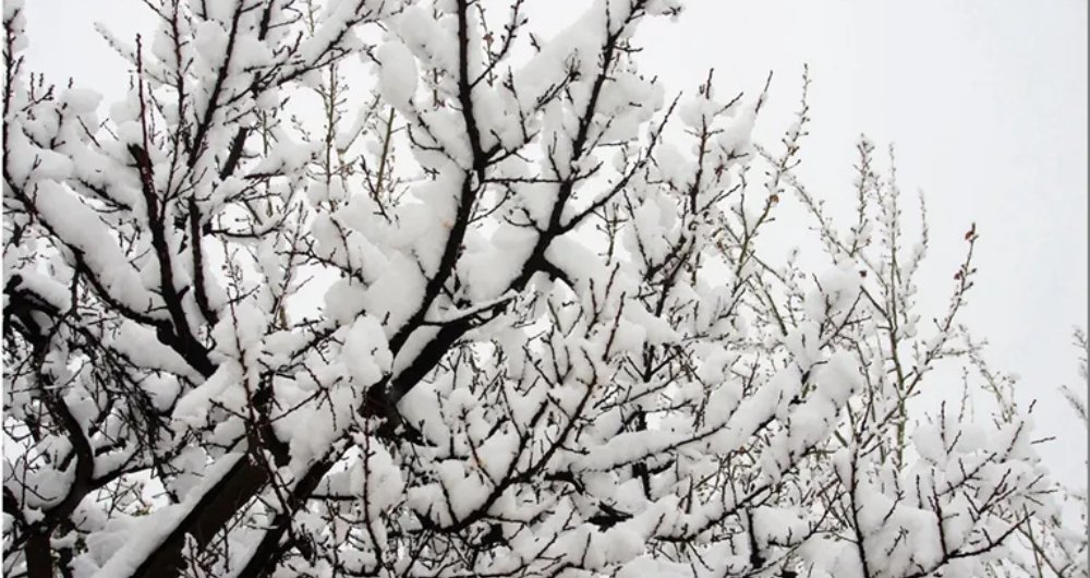 忽如一夜春风来，千树万树梨花开什么意思？