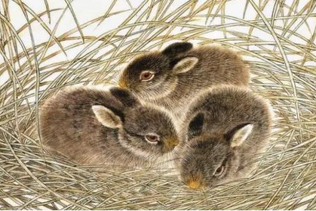 出乖露丑的动物有哪些生肖