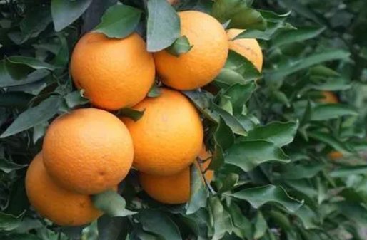 黄橙橙和黄澄澄的读音是什么？