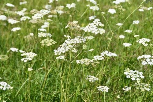 藁草是什么植物