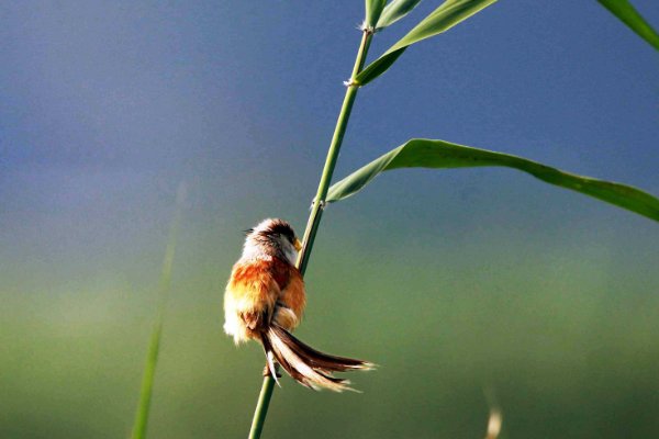 1980美式保罗与雪莉区别