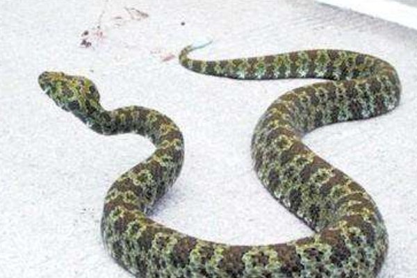 国内最大的毒蛇是什么