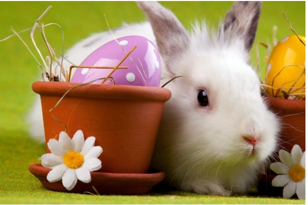 生龙活虎是什么生肖