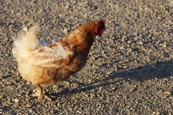 万无一失保平安是什么生肖